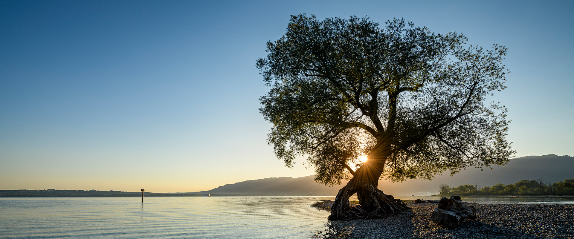 bild zeigt einen baum am see in der abendsonne